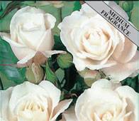 Iceberg Bush Roses Plant with Medium Fragrant White Flowers