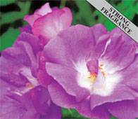 Blue For You Floribunda Rose Plant with Fragrant Double Flowers
