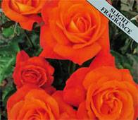 Super Trouper Floribunda Rose Plant with Fragrant Orange Flowers
