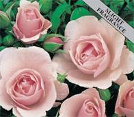 Many Happy Returns Gift Roses Plant with Fragrant Pink Flowers