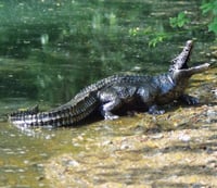 Baby Alligator Ornament
