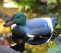 Male Duck Floating Ornament