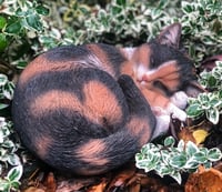 Vivid Arts Sleeping Tortoise Shell Cat Ornament