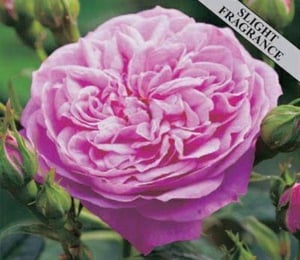 Diamond Wishes Gift Roses Plant with Fragrant Pink Flowers