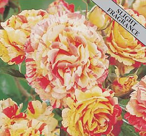 Oranges And Lemons Floribunda Fragrant Rose Plant