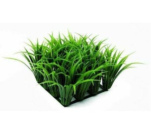 Fluval Chi Grass Plant