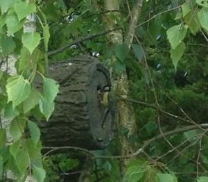 Natural Tree Style Bird Nesting Box
