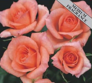 Genesis Patio Rose with Medium Fragrant Double Apricot Flowers