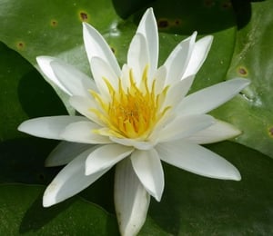 Anglo Alba White Water Lily