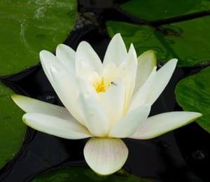 Anglo Albatross Water Lily