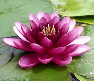 Anglo Almost Black Water Lily
