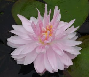Anglo Gloire de Temple Sur Lot Water Lily