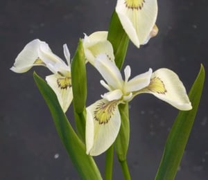 Anglo Iris Pseudacorus 'Alba'