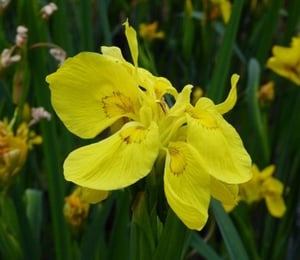 Anglo Iris Pseudacorus 'Flore Pleno'