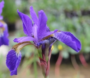 Anglo Iris Sibirica