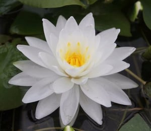 Anglo Perry's Double White Water Lily