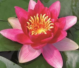 Anglo Vesuve Water Lily