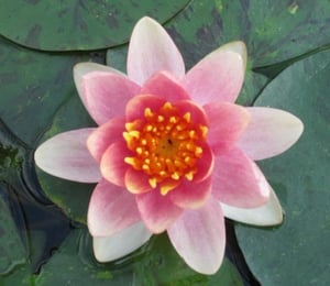 Anglo Aurora Water Lily