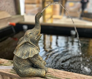 Bermuda Elephant Pond Spitter
