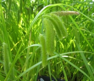 Anglo Carex Pseudocyperus