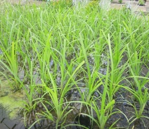 Anglo Cyperus Papyrus