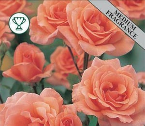 Blessings Hybrid Tea Roses Plant with Coral Salmon Flowers