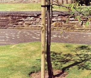 Grange Tree Poles 1.8m x 4cm