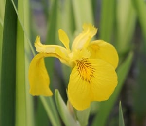 Anglo Iris Pseudacorus 'Variegata'