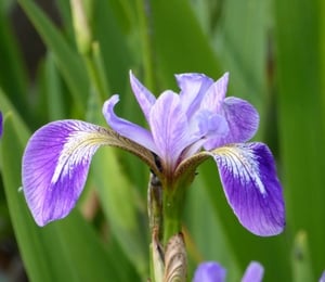 Anglo Iris Versicolor