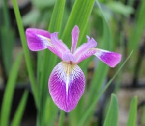 Anglo Iris Versicolor 'Kermesina'