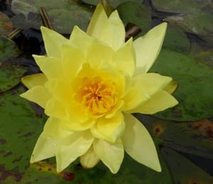 Anglo Lemon Mist Water Lily