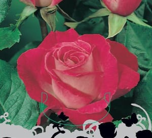 Rose Gaujard Rose Plant with Cherry Red Flowers with Pink Reverse