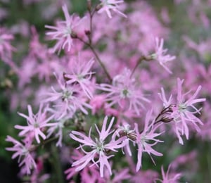 Anglo Lychnis Flos Cuculi 'Terry's Pink'