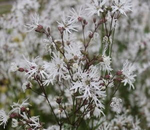 Anglo Lychnis Flos-Cuculi 'White Robin'