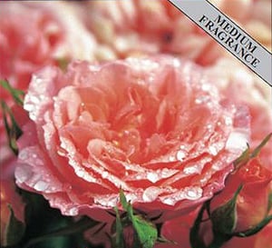 Sweet Wonder Patio Rose Plant with Fragrant Peachy Pink Flowers