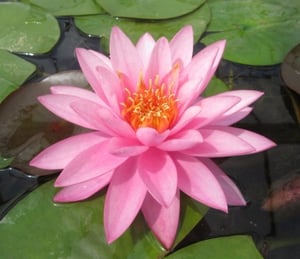 Anglo Mayla Water Lily
