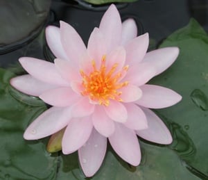 Anglo Rose Arey Water Lily