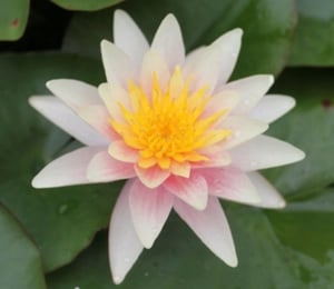 Anglo Sioux Water Lily
