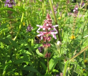 Anglo Stachys Palustris
