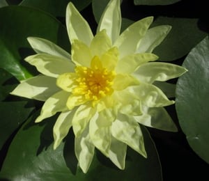 Anglo Sunrise Water Lily