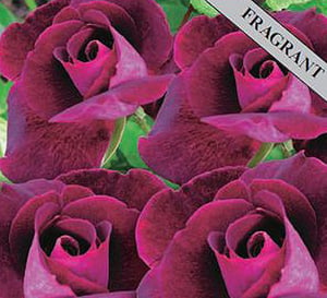 Burgundy Ice Floribunda Rose Plant with Fragrant Burgundy Flowers