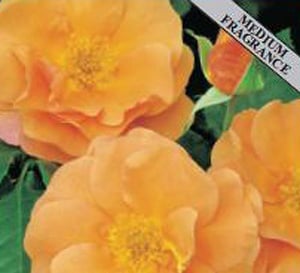 Together Forever Gift Rose Plant with Fragrant Orange Flowers