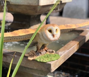 Vivid Arts Flying Barn Owl Ornament 