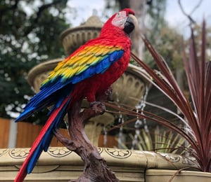 Vivid Arts Perched Red Macaw Ornament