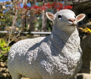Vivid Arts Real Life Sheep Ornament