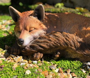 Vivid Arts Sleeping Fox Ornament