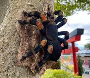 Vivid Arts Tarantula on Log Ornament