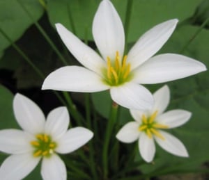 Anglo Zephyranthes Candida