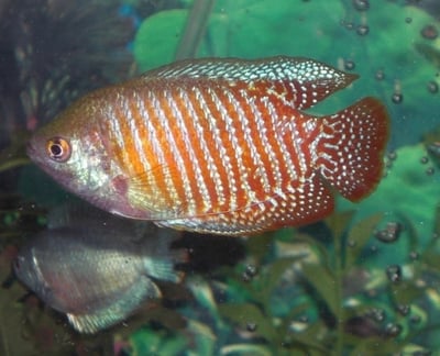 Dwarf Gourami - Small Fish, Big Impact