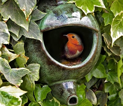 How To Attract Birds To Your Garden